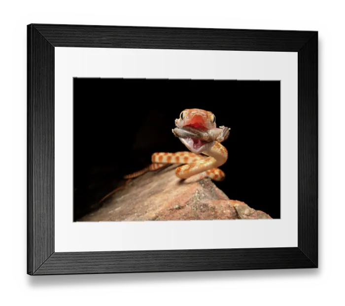 Framed Print : Brown tree snake (Boiga irregularis) feeding on a Copland's rock frog (Litoria coplandi) in a sandstone gorge, Adelaide River Hills, Northern Territory, Australia