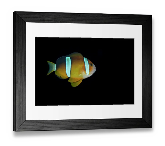 Framed Print : Clark's anemonefish, (Amphiprion clarkii) portrait, Malapascua Island, Cebu, Philippines, Pacific Ocean Framed Print : Clark's anemonefish, (Amphiprion clarkii) portrait, Malapascua Island, Cebu, Philippines, Pacific Ocean