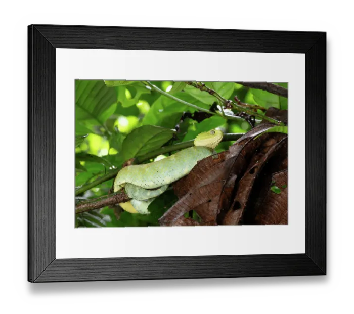 Framed Print : Variable bush viper (Atheris squamigera) large, possibly gravid female, resting on branch, Mityana district, Uganda Framed Print : Variable bush viper (Atheris squamigera) large, possibly gravid female, resting on branch, Mityana district, Uganda