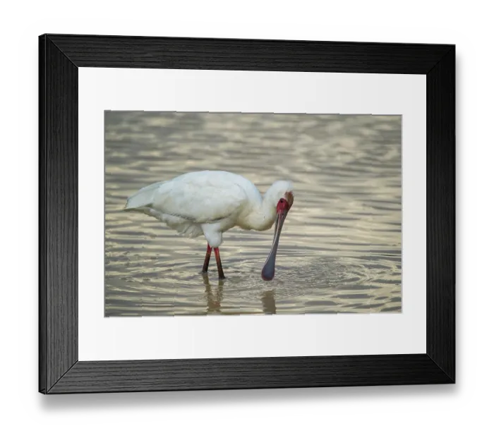 Framed Print : African spoonbill (Platalea alba) feeding in shallow water, Marakele Private Reserve, Waterberg Biosphere Reserve, Limpopo Province, South Africa Framed Print : African spoonbill (Platalea alba) feeding in shallow water, Marakele Private Reserve, Waterberg Biosphere Reserve, Limpopo Province, South Africa