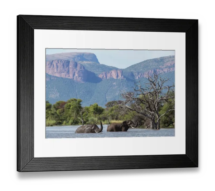 Framed Print : Two African elephants (Loxodonta africana) standing in river with mountains behind, Marataba Park, Marakele National Park, Limpopo Province, South Africa. Endangered