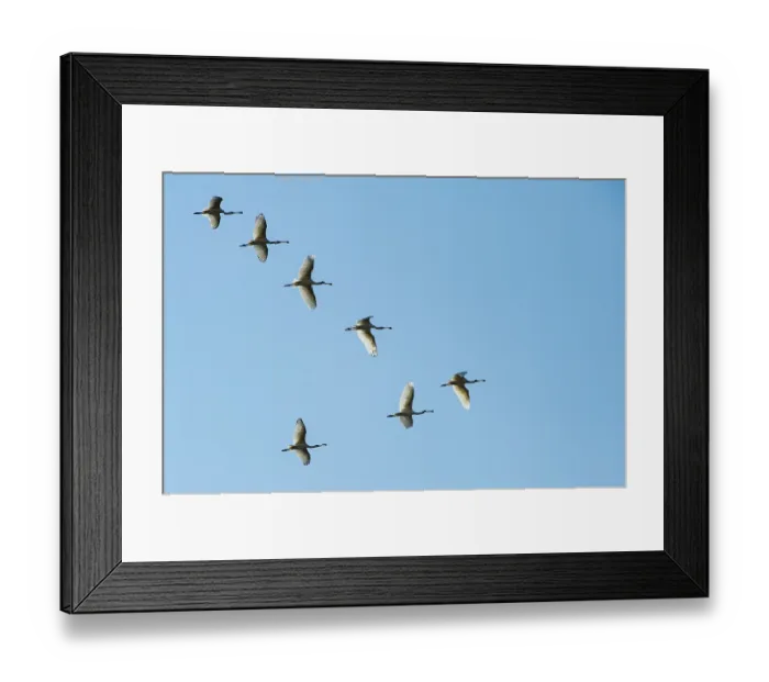 Framed Print : African spoonbills (Platalea alba) flock in flight, Marakele Private Reserve, Waterberg Biosphere Reserve, Limpopo Province, South Africa Framed Print : African spoonbills (Platalea alba) flock in flight, Marakele Private Reserve, Waterberg Biosphere Reserve, Limpopo Province, South Africa