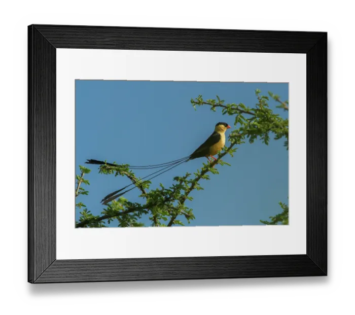 Framed Print : Shafttailed whydah (Vidua regia) male in breeding plumage, perched on branch, Marakele Private Reserve, Waterberg Biosphere Reserve, Limpopo Province, South Africa Framed Print : Shafttailed whydah (Vidua regia) male in breeding plumage, perched on branch, Marakele Private Reserve, Waterberg Biosphere Reserve, Limpopo Province, South Africa