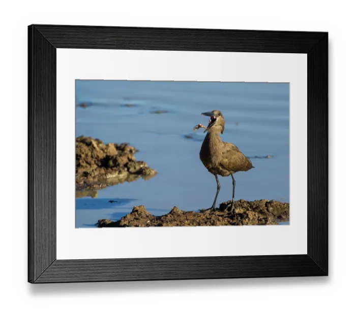 Framed Print : Hamerkop (Scopus umbretta) feeding on Platanna (Xenopus wagler) at water's edge, Marakele Private Reserve, Waterberg Biosphere Reserve, Limpopo Province, South Africa Framed Print : Hamerkop (Scopus umbretta) feeding on Platanna (Xenopus wagler) at water's edge, Marakele Private Reserve, Waterberg Biosphere Reserve, Limpopo Province, South Africa