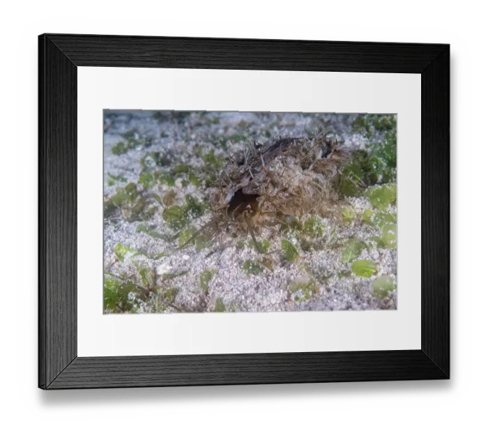 Framed Print : Ass's ear abalone (Haliotis asinina) camouflaged on seabed, Malapascua Island, Cebu, Philippines, Pacific Ocean