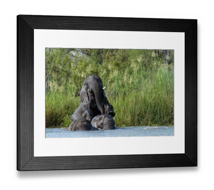 Framed Print : Three African elephants (Loxodonta africana) bathing in river, Marataba Park, Marakele National Park, Limpopo Province, South Africa. Endangered