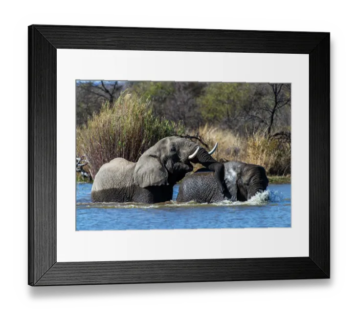 Framed Print : Two African elephants (Loxodonta africana) bathing in Matlabas River, Marataba Park, Marakele National Park, Limpopo Province, South Africa. Endangered Framed Print : Two African elephants (Loxodonta africana) bathing in Matlabas River, Marataba Park, Marakele National Park, Limpopo Province, South Africa. Endangered