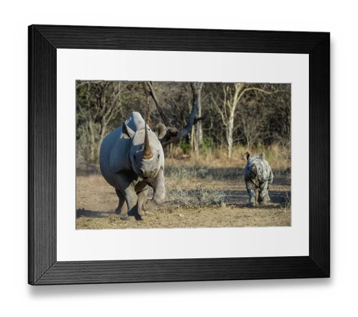 Framed Print : Black rhinoceros (Diceros bicornis) female and calf running, Marakele Private Reserve, Limpopo Province, South Africa. Critically endangered Framed Print : Black rhinoceros (Diceros bicornis) female and calf running, Marakele Private Reserve, Limpopo Province, South Africa. Critically endangered