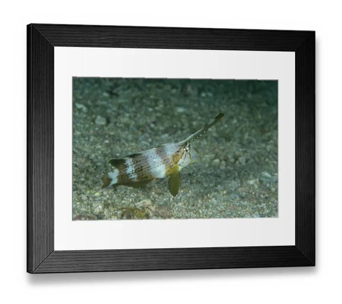 Framed Print : Peacock razor wrasse (Iniistius pavo) on seabed, Malapascua Island, Philippines, Pacific Ocean Framed Print : Peacock razor wrasse (Iniistius pavo) on seabed, Malapascua Island, Philippines, Pacific Ocean