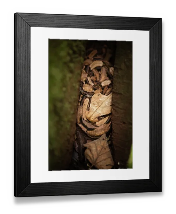 Framed Print : Gaboon viper (Bitis gabonica) sub-adult hiding amongst leaf-litter in the buttress roots of a large rainforest tree, Mabira Forest, Uganda Framed Print : Gaboon viper (Bitis gabonica) sub-adult hiding amongst leaf-litter in the buttress roots of a large rainforest tree, Mabira Forest, Uganda
