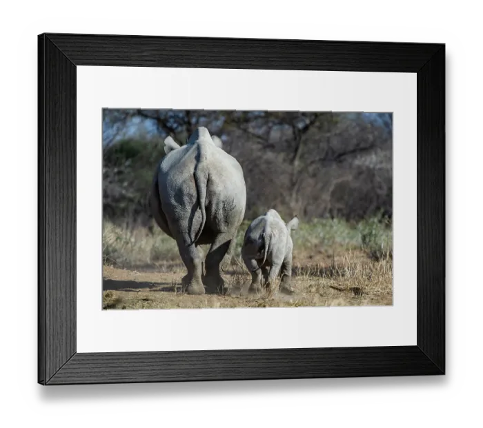 Framed Print : Black rhinoceros (Diceros bicornis) female and calf, portrait, Marakele Private Reserve, Limpopo Province, South Africa. Critically endangered Framed Print : Black rhinoceros (Diceros bicornis) female and calf, portrait, Marakele Private Reserve, Limpopo Province, South Africa. Critically endangered