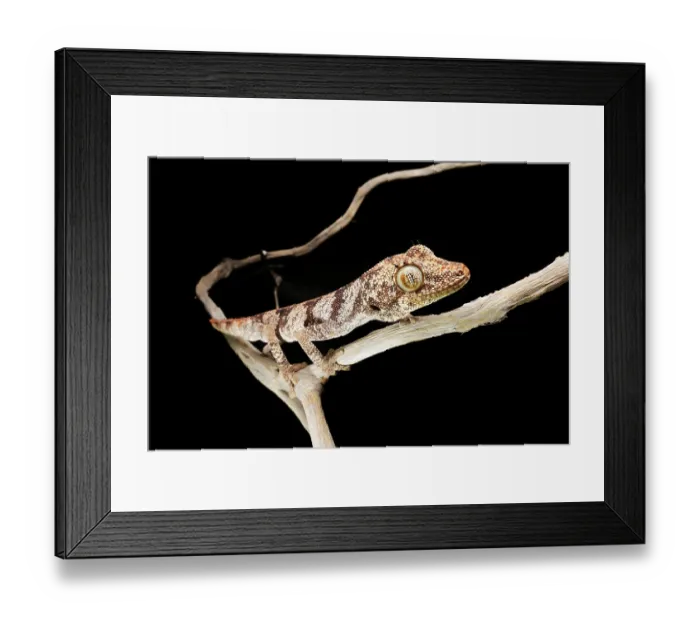 Framed Print : Northern spiny-tailed gecko (Strophurus ciliaris) male, portrait, River Hills, Northern Territory, Australia Framed Print : Northern spiny-tailed gecko (Strophurus ciliaris) male, portrait, River Hills, Northern Territory, Australia