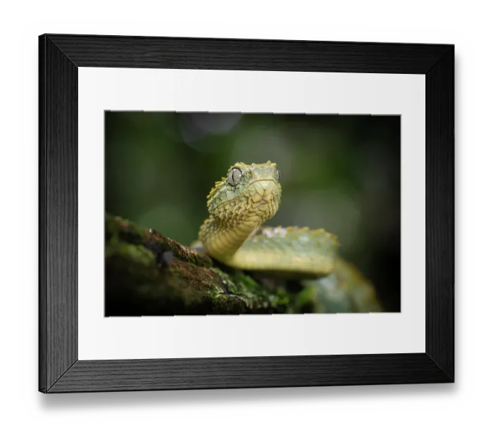 Framed Print : Variable bush viper (Atheris squamigera) young adult, portrait, Mityana district, Uganda Framed Print : Variable bush viper (Atheris squamigera) young adult, portrait, Mityana district, Uganda
