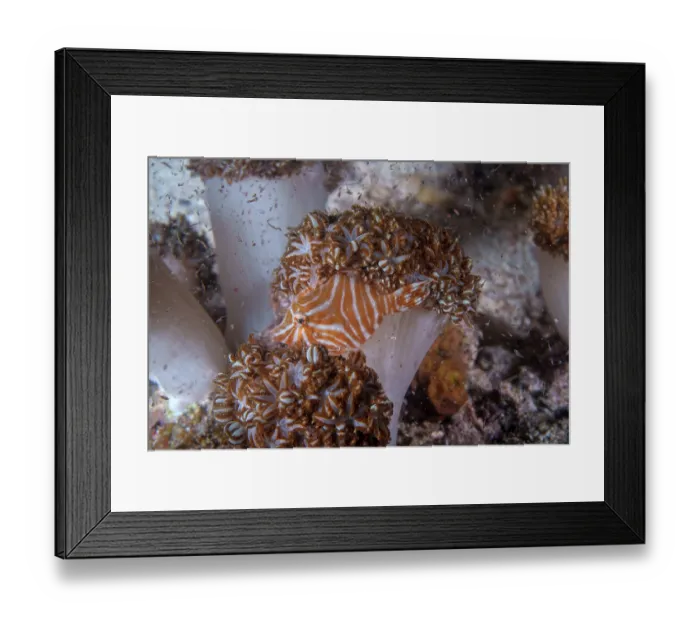 Framed Print : Radial filefish (Acreichthys radiatus) among soft corals, Malapascua Island, Philippines, Pacific Ocean Framed Print : Radial filefish (Acreichthys radiatus) among soft corals, Malapascua Island, Philippines, Pacific Ocean