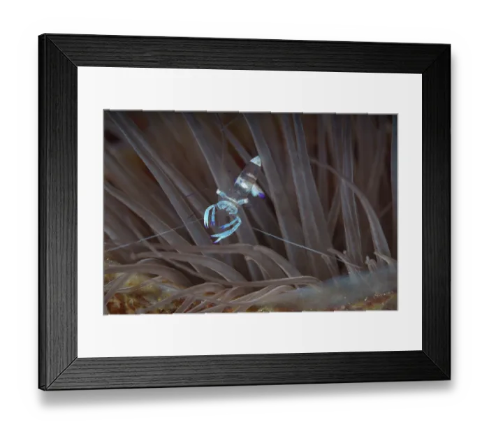 Framed Print : Magnificent anemone shrimp (Periclimenes magnificus) among tentacles of Tube anemone, Malapascua Island, Cebu, Philippines, Pacific Ocean Framed Print : Magnificent anemone shrimp (Periclimenes magnificus) among tentacles of Tube anemone, Malapascua Island, Cebu, Philippines, Pacific Ocean