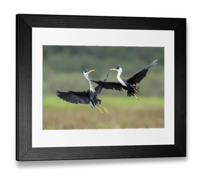 Framed Print : Two Pied herons (Egretta picata) in breeding plumage, engaged in territorial combat over the floodplains at Fogg Dam Conservation Reserve, Northern Territory, Australia Framed Print : Two Pied herons (Egretta picata) in breeding plumage, engaged in territorial combat over the floodplains at Fogg Dam Conservation Reserve, Northern Territory, Australia