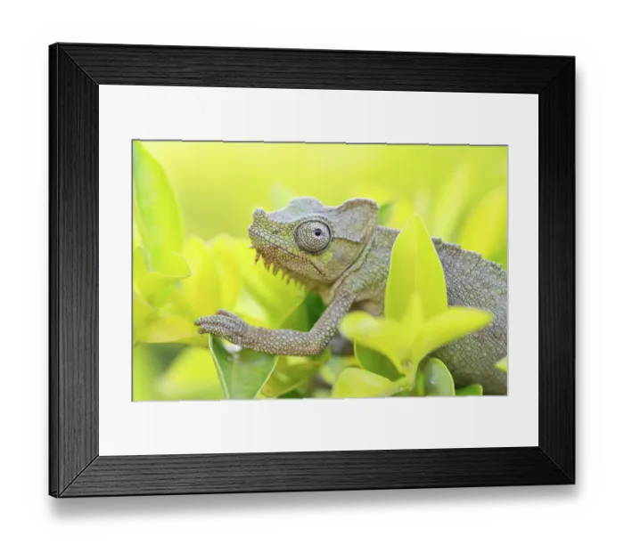 Framed Print : Helmeted chameleon (Trioceros hoehnelii) male, among yellow flowers, Mabira Forest, Uganda Framed Print : Helmeted chameleon (Trioceros hoehnelii) male, among yellow flowers, Mabira Forest, Uganda