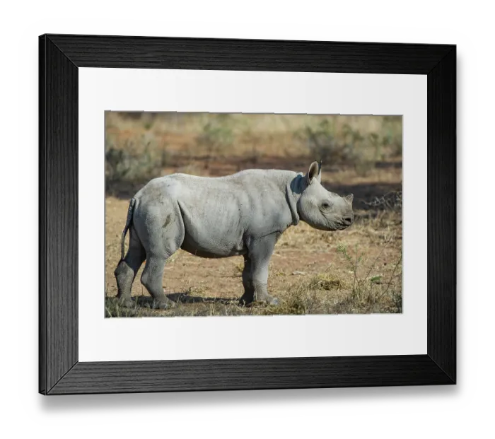 Framed Print : Black rhinoceros (Diceros bicornis) calf, portrait, Marakele Private Reserve, Limpopo Province, South Africa. Critically endangered Framed Print : Black rhinoceros (Diceros bicornis) calf, portrait, Marakele Private Reserve, Limpopo Province, South Africa. Critically endangered