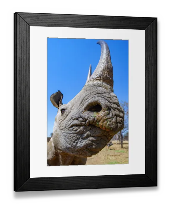 Framed Print : Black rhinoceros (Diceros bicornis) female, portrait, Marakele Private Reserve, Limpopo Province, South Africa. Critically endangered Framed Print : Black rhinoceros (Diceros bicornis) female, portrait, Marakele Private Reserve, Limpopo Province, South Africa. Critically endangered