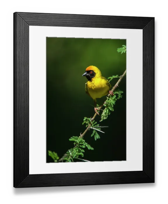 Framed Print : Southern masked weaver (Ploceus velatus) male, perched on branch, Marataba, Marakele National Park, Limpopo Province, South Africa Framed Print : Southern masked weaver (Ploceus velatus) male, perched on branch, Marataba, Marakele National Park, Limpopo Province, South Africa