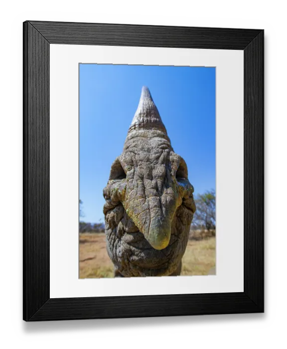 Framed Print : Black rhinoceros (Diceros bicornis) female, portrait, Marakele Private Reserve, Limpopo Province, South Africa. Critically endangered Framed Print : Black rhinoceros (Diceros bicornis) female, portrait, Marakele Private Reserve, Limpopo Province, South Africa. Critically endangered