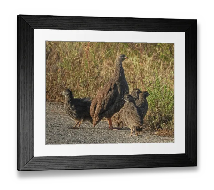Framed Print : Cape francolin (Pternistis capensis) female, standing guard on track, surrounded by chicks, West Coast National Park, Langebaan, Cape Province, South Africa. November