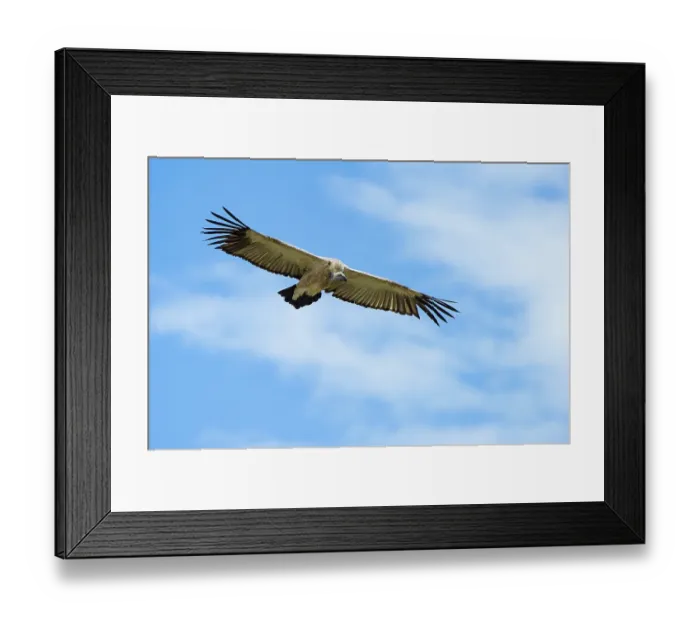 Framed Print : Cape vulture (Gyps coprotheres) in flight, Marakele Private Reserve, Waterberg Biosphere Reserve, Limpopo Province, South Africa Framed Print : Cape vulture (Gyps coprotheres) in flight, Marakele Private Reserve, Waterberg Biosphere Reserve, Limpopo Province, South Africa