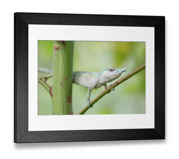 Framed Print : Strange-horned chameleon (Kinyongia xenorhina) male, gripping onto a branch, Rwenzori mountains, Uganda Framed Print : Strange-horned chameleon (Kinyongia xenorhina) male, gripping onto a branch, Rwenzori mountains, Uganda