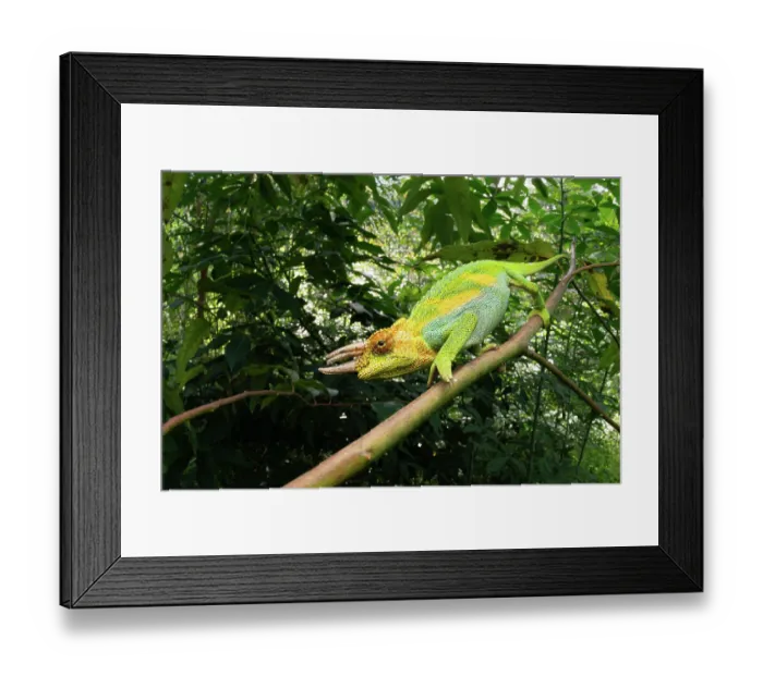 Framed Print : Rwenzori three-horned chameleon (Trioceros johnstoni) male, walking along a branch, Rwenzori foothills, Uganda Framed Print : Rwenzori three-horned chameleon (Trioceros johnstoni) male, walking along a branch, Rwenzori foothills, Uganda