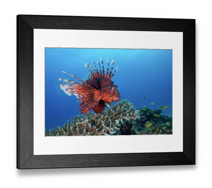 Framed Print : Common lionfish (Pterois volitans) at cleaning station with Bluestreak cleaner wrasse (Labroides dimidiatus), Malapascua Island, Cebu, Philippines, Pacific Ocean Framed Print : Common lionfish (Pterois volitans) at cleaning station with Bluestreak cleaner wrasse (Labroides dimidiatus), Malapascua Island, Cebu, Philippines, Pacific Ocean