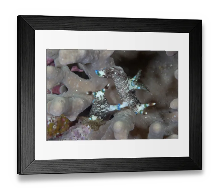 Framed Print : Lined membrothas (Nembrotha lineolata) pair mating on coral, Malapascua Island, Cebu, Philippines, Pacific Ocean Framed Print : Lined membrothas (Nembrotha lineolata) pair mating on coral, Malapascua Island, Cebu, Philippines, Pacific Ocean