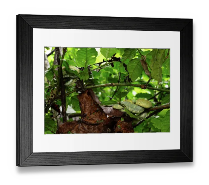 Framed Print : Variable bush vipers (Atheris squamigera) pair, female on the right, male on the upper left, resting on branch. The female is possibly gravid. Mityana district, Uganda
