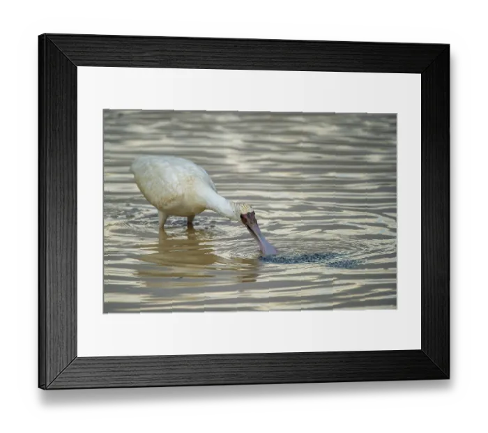 Framed Print : African spoonbill (Platalea alba) feeding in shallow water, Marakele Private Reserve, Waterberg Biosphere Reserve, Limpopo Province, South Africa Framed Print : African spoonbill (Platalea alba) feeding in shallow water, Marakele Private Reserve, Waterberg Biosphere Reserve, Limpopo Province, South Africa