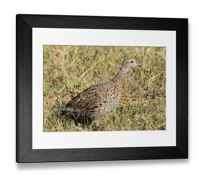 Framed Print : Grey-winged francolin (Scleroptila afra) standing in grassy edge of track, West Coast National Park, Langebaan, Cape Province, South Africa. November Framed Print : Grey-winged francolin (Scleroptila afra) standing in grassy edge of track, West Coast National Park, Langebaan, Cape Province, South Africa. November