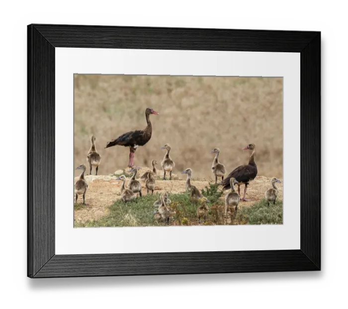 Framed Print : Spur-winged geese (Plectropterus gambensis) pair with creche of goslings, near Robertston, Cape Province, South Africa. November Framed Print : Spur-winged geese (Plectropterus gambensis) pair with creche of goslings, near Robertston, Cape Province, South Africa. November