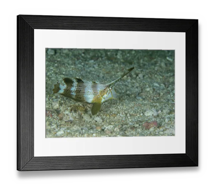Framed Print : Peacock razor wrasse (Iniistius pavo) on seabed, Malapascua Island, Philippines, Pacific Ocean Framed Print : Peacock razor wrasse (Iniistius pavo) on seabed, Malapascua Island, Philippines, Pacific Ocean