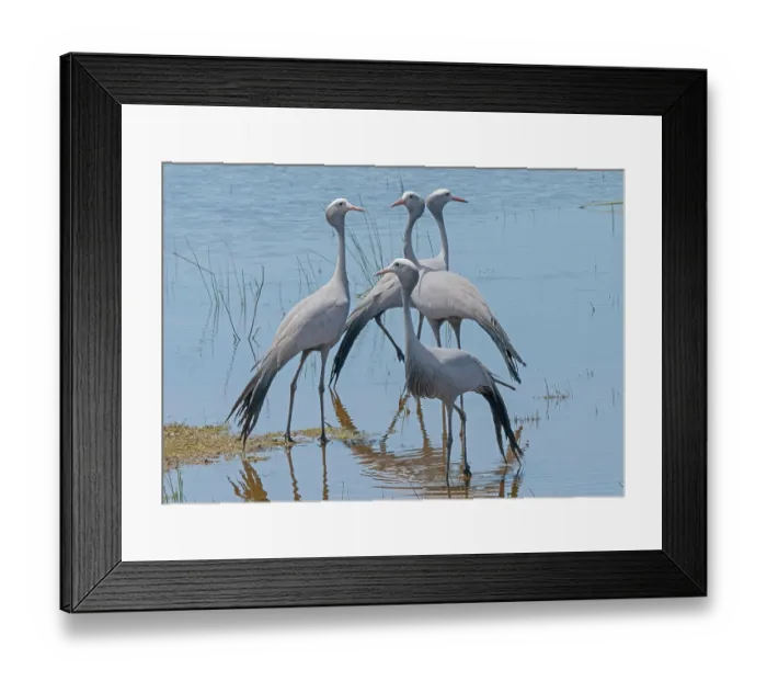 Framed Print : Four Blue cranes (Anthropoides paradiseus) standing in shaloow water, Malgas, Cape Province, South Africa. November Framed Print : Four Blue cranes (Anthropoides paradiseus) standing in shaloow water, Malgas, Cape Province, South Africa. November