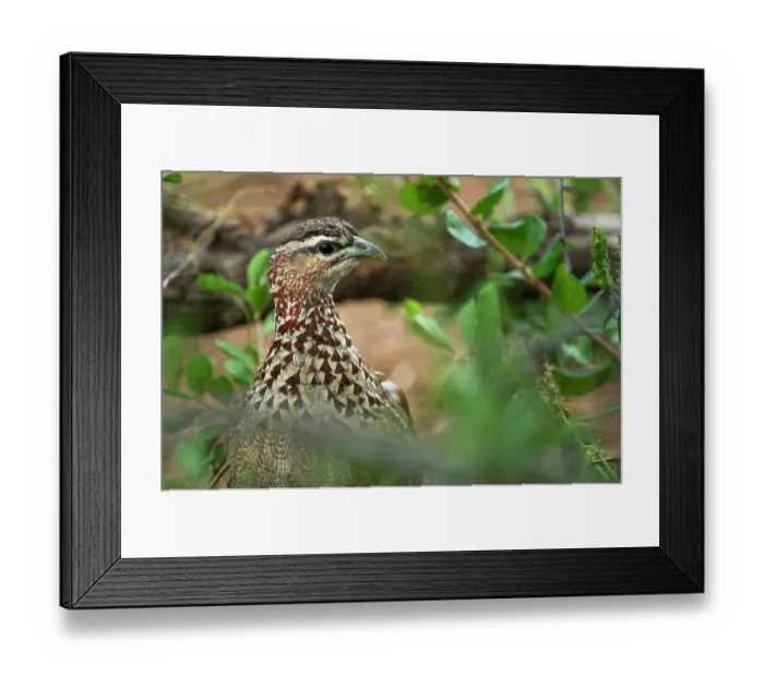 Framed Print : Crested francolin (Ortygornis sephaena) portrait, Marakele Private Reserve, Waterberg Biosphere Reserve, Limpopo Province, South Africa Framed Print : Crested francolin (Ortygornis sephaena) portrait, Marakele Private Reserve, Waterberg Biosphere Reserve, Limpopo Province, South Africa