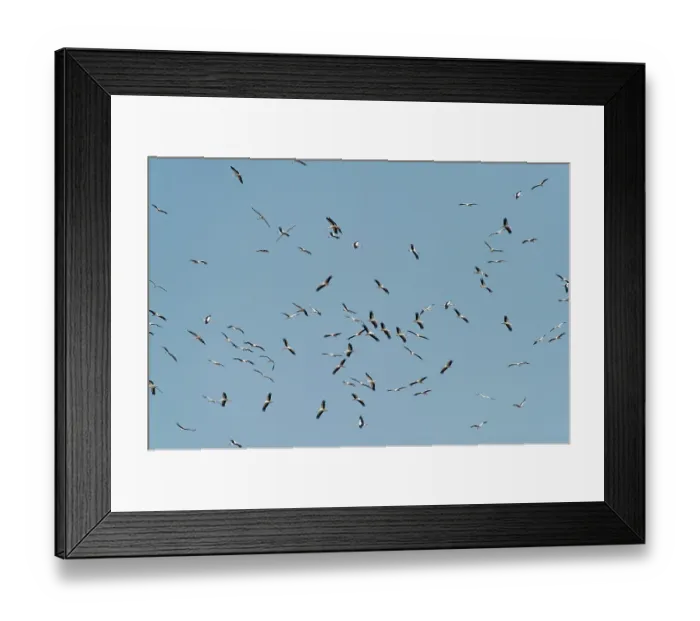 Framed Print : White storks (Ciconia ciconia) flock in flight, Marakele Private Reserve, Waterberg Biosphere Reserve, Limpopo Province, South Africa Framed Print : White storks (Ciconia ciconia) flock in flight, Marakele Private Reserve, Waterberg Biosphere Reserve, Limpopo Province, South Africa
