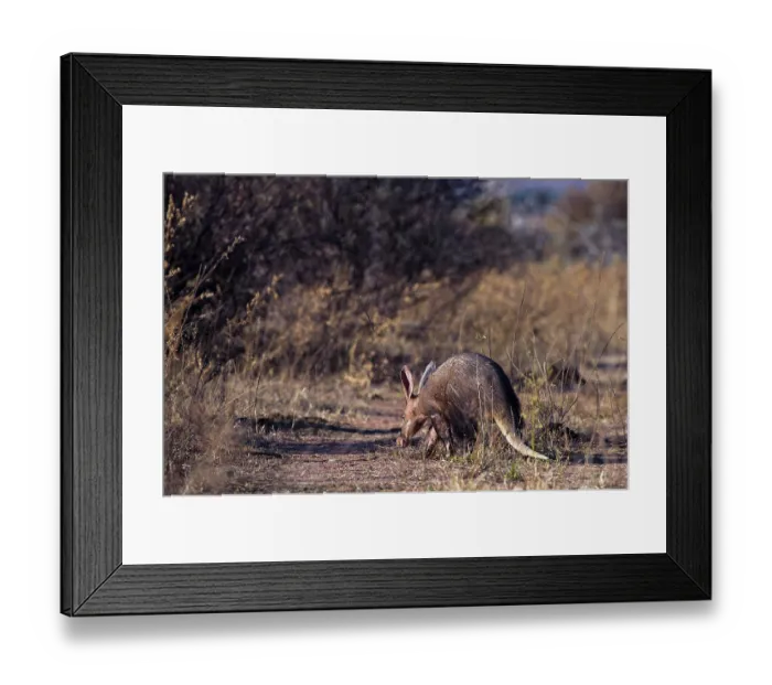 Framed Print : Aardvark (Orycteropus afer) walking through grassland, Marakele Private Reserve, Waterberg Biosphere Reserve, Limpopo Province, South Africa Framed Print : Aardvark (Orycteropus afer) walking through grassland, Marakele Private Reserve, Waterberg Biosphere Reserve, Limpopo Province, South Africa