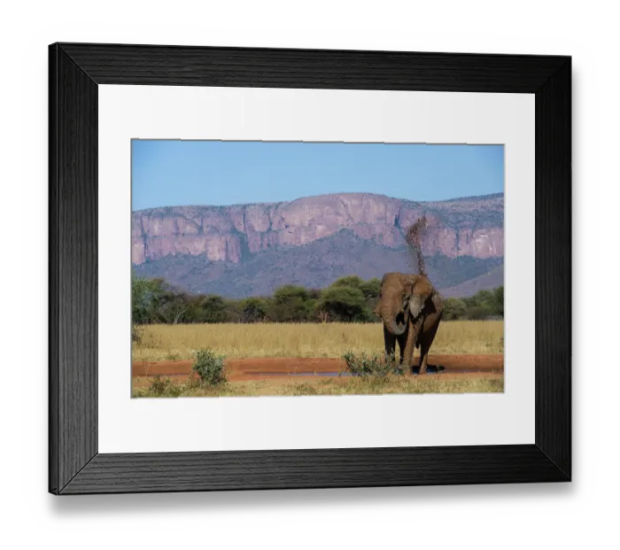 Framed Print : African elephant (Loxodonta africana) mud-bathing at waterhole with mountains behind, Marakele Private Reserve, Limpopo Province, South Africa. Endangered Framed Print : African elephant (Loxodonta africana) mud-bathing at waterhole with mountains behind, Marakele Private Reserve, Limpopo Province, South Africa. Endangered
