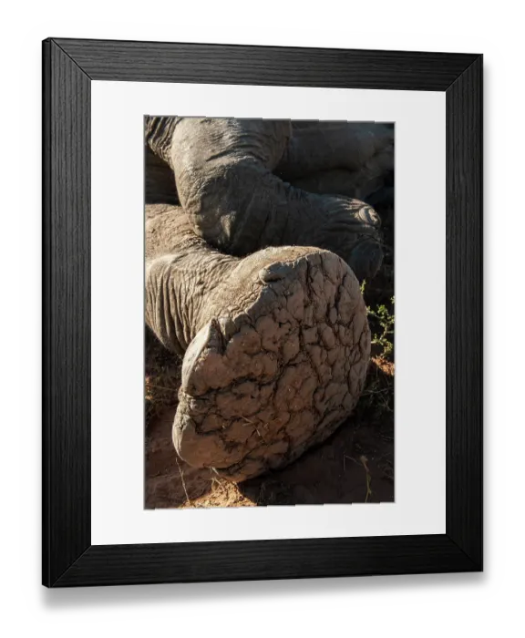 Framed Print : African elephant (Loxodonta africana) foot detail, Marataba Reserve, Limpopo Province, South Africa. Endangered Framed Print : African elephant (Loxodonta africana) foot detail, Marataba Reserve, Limpopo Province, South Africa. Endangered