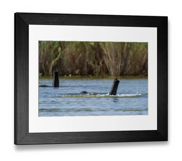 Framed Print : Two African elephants (Loxodonta africana) swimming in river, completely submerged with trunks above water, Marataba Park, Marakele National Park, Limpopo Province, South Africa Framed Print : Two African elephants (Loxodonta africana) swimming in river, completely submerged with trunks above water, Marataba Park, Marakele National Park, Limpopo Province, South Africa