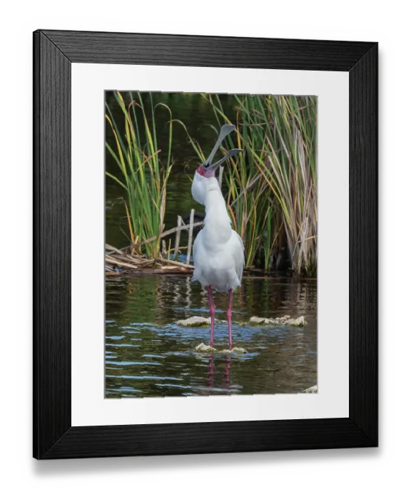 Framed Print : African spoonbill (Platalea alba) preening on rock in pool, West Coast National Park, Langebaan, Cape Province, South Africa. November Framed Print : African spoonbill (Platalea alba) preening on rock in pool, West Coast National Park, Langebaan, Cape Province, South Africa. November