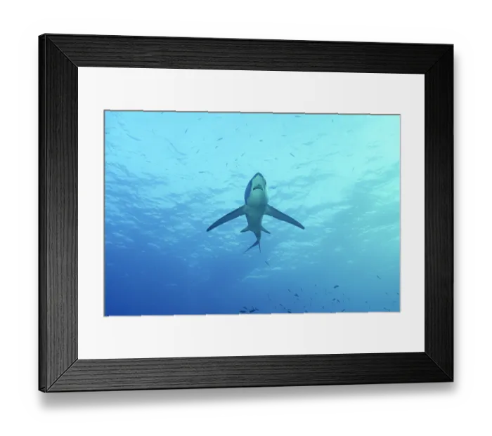 Framed Print : Pelagic thresher shark (Alopias pelagicus) portrait, Malapascua Island, Philippines, Pacific Ocean. Endangered Framed Print : Pelagic thresher shark (Alopias pelagicus) portrait, Malapascua Island, Philippines, Pacific Ocean. Endangered