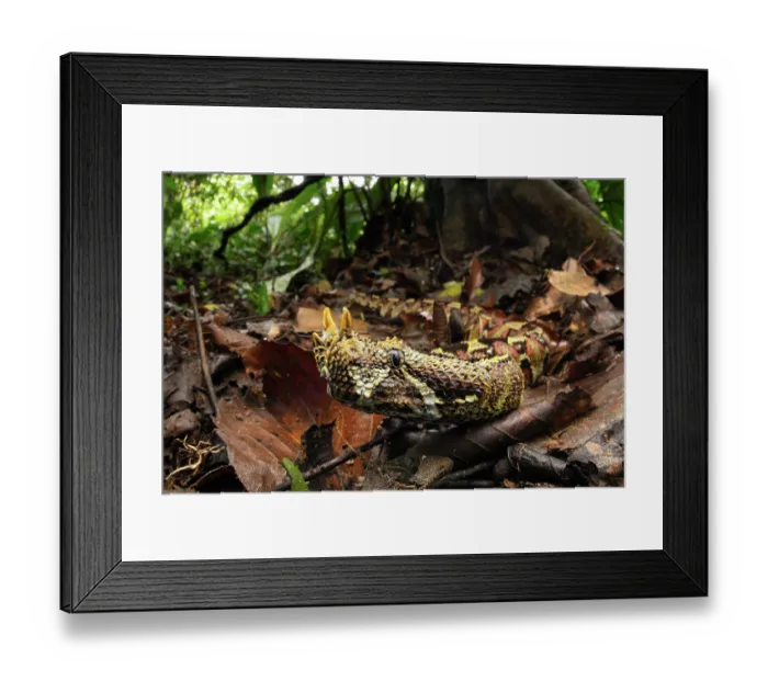 Framed Print : Rhinoceros viper (Bitis nasicornis) sub-adult, camouflaged among leaf litter, Mityana district, Uganda Framed Print : Rhinoceros viper (Bitis nasicornis) sub-adult, camouflaged among leaf litter, Mityana district, Uganda