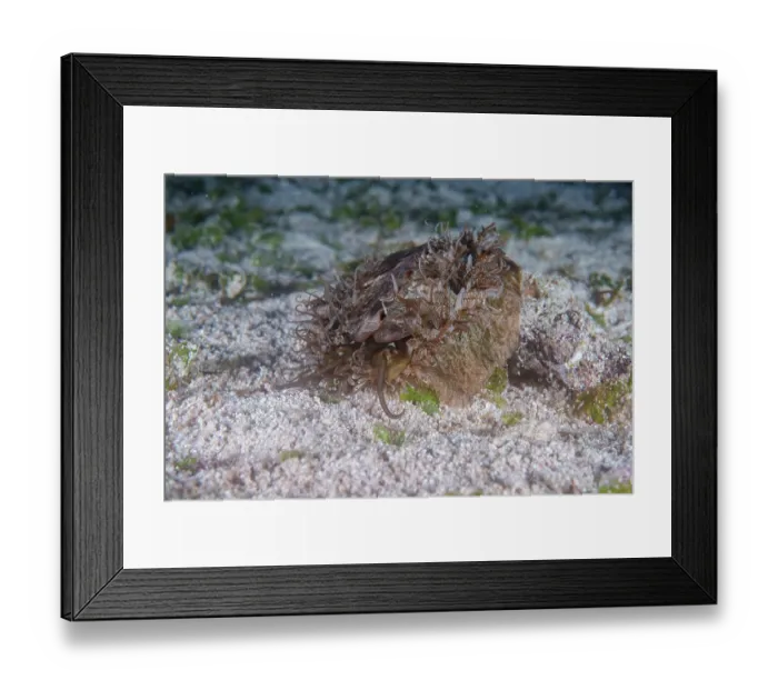 Framed Print : Ass's ear abalone (Haliotis asinina) camouflaged on seabed, Malapascua Island, Cebu, Philippines, Pacific Ocean Framed Print : Ass's ear abalone (Haliotis asinina) camouflaged on seabed, Malapascua Island, Cebu, Philippines, Pacific Ocean