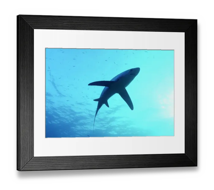 Framed Print : Pelagic thresher shark (Alopias pelagicus) backlit, portrait, off Malapascua Island, Philippines, Pacific Ocean. Endangered Framed Print : Pelagic thresher shark (Alopias pelagicus) backlit, portrait, off Malapascua Island, Philippines, Pacific Ocean. Endangered