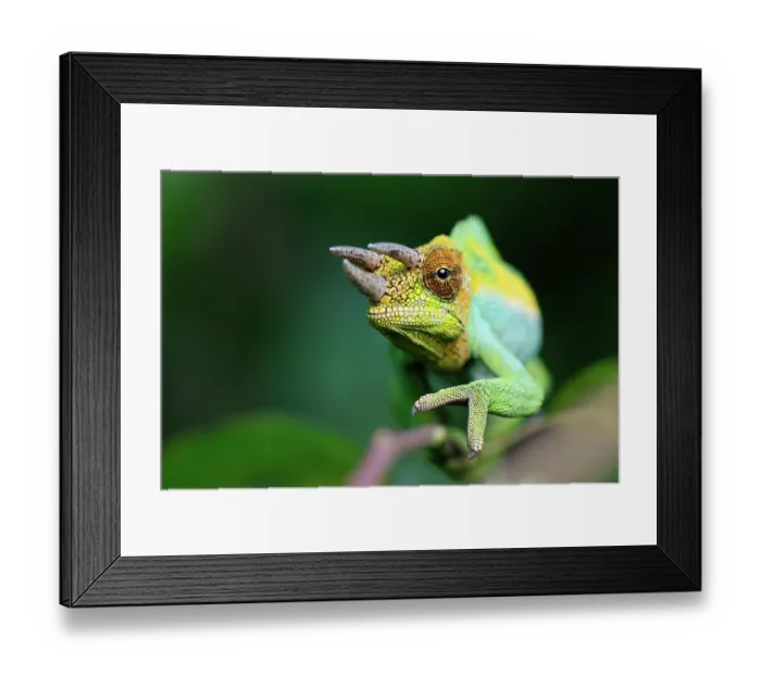 Framed Print : Rwenzori three-horned chameleon (Trioceros johnstoni) male, portrait, Rwenzori foothills, Uganda