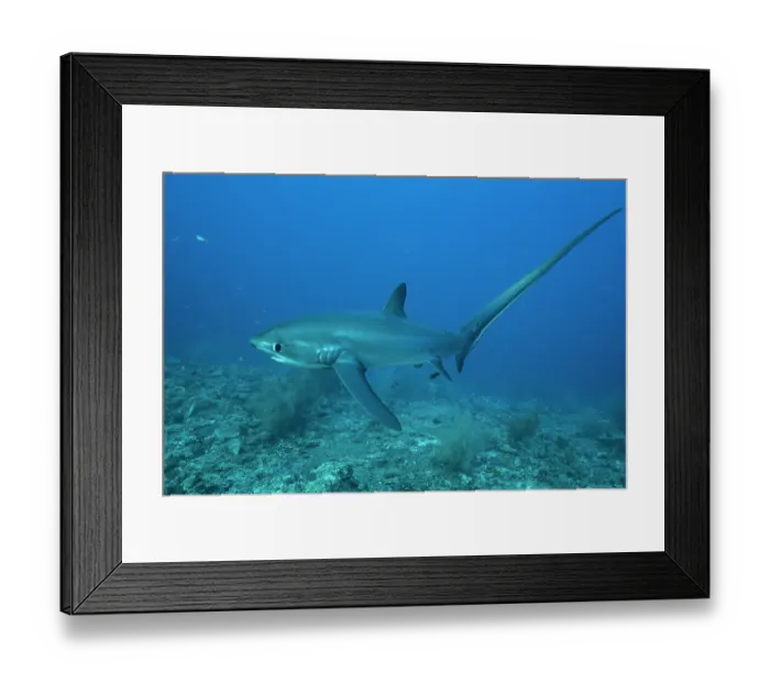 Framed Print : Pelagic thresher shark (Alopias pelagicus) portrait, off Malapascua Island, Philippines, Pacific Ocean. Endangered Framed Print : Pelagic thresher shark (Alopias pelagicus) portrait, off Malapascua Island, Philippines, Pacific Ocean. Endangered
